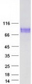 CD36 Protein - Purified recombinant protein CD36 was analyzed by SDS-PAGE gel and Coomassie Blue Staining