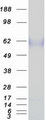 CD36 Protein - Purified recombinant protein CD36 was analyzed by SDS-PAGE gel and Coomassie Blue Staining