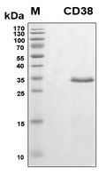 CD38 Protein