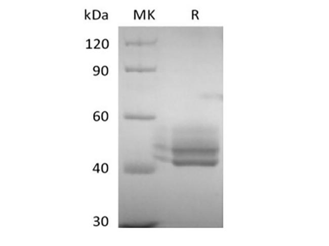 CD3E Protein - Recombinant Human CD3E&CD3G Heterodimer (C-Fc-6His&C-Fc-Flag)