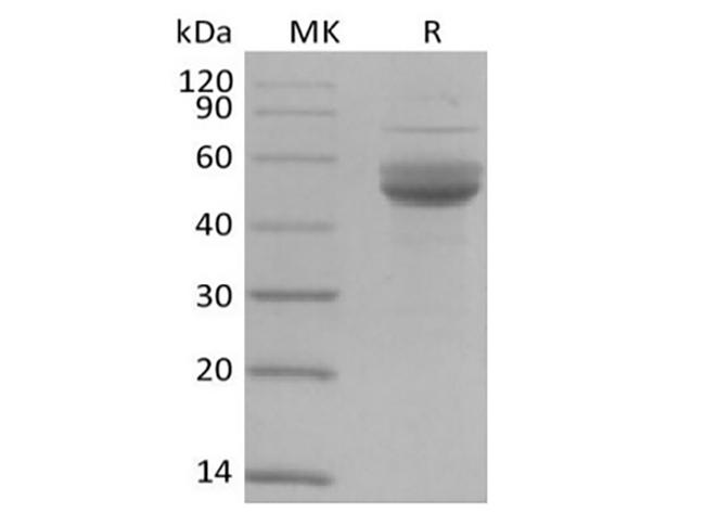 CD3E Protein - Recombinant protein products for various applications-Elabscience