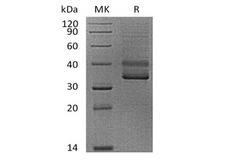 CD3E Protein - Recombinant Human CD3 epsilon/CD3E (C-mFC)