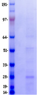 CD3E Protein - Purified recombinant protein CD3E was analyzed by SDS-PAGE gel and Coomassie Blue Staining