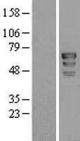 CD3EAP Protein - Western validation with an anti-DDK antibody * L: Control HEK293 lysate R: Over-expression lysate