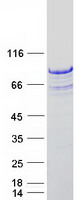 CD3EAP Protein - Purified recombinant protein CD3EAP was analyzed by SDS-PAGE gel and Coomassie Blue Staining