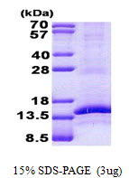 CD3G Protein