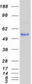 CD4 Protein - Purified recombinant protein CD4 was analyzed by SDS-PAGE gel and Coomassie Blue Staining