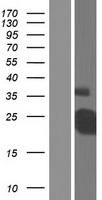 CD40 Protein - Western validation with an anti-DDK antibody * L: Control HEK293 lysate R: Over-expression lysate