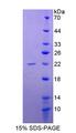 CD40 Protein - Recombinant Tumor Necrosis Factor Receptor Superfamily, Member 5 By SDS-PAGE