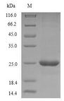 CD40L Protein - (Tris-Glycine gel) Discontinuous SDS-PAGE (reduced) with 5% enrichment gel and 15% separation gel.