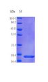 CD40L Protein