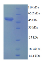 CD40L Protein