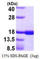 CD40L Protein