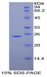 CD40L Protein - Recombinant Cluster Of Differentiation 40 Ligand By SDS-PAGE