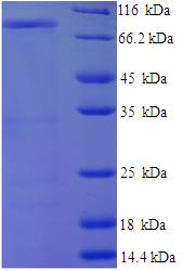 CD44 Protein