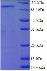 CD44 Protein