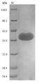 CD44 Protein - (Tris-Glycine gel) Discontinuous SDS-PAGE (reduced) with 5% enrichment gel and 15% separation gel.