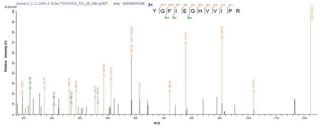 CD44 Protein - Based on the SEQUEST from database of E.coli host and target protein, the LC-MS/MS Analysis result of Recombinant Human CD44 antigen(CD44),partial could indicate that this peptide derived from E.coli-expressed Homo sapiens (Human) CD44.