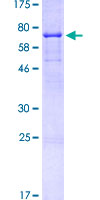 CD44 Protein - 12.5% SDS-PAGE of human CD44 stained with Coomassie Blue