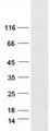 CD44 Protein - Purified recombinant protein CD44 was analyzed by SDS-PAGE gel and Coomassie Blue Staining