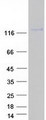 CD44 Protein - Purified recombinant protein CD44 was analyzed by SDS-PAGE gel and Coomassie Blue Staining