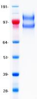 CD45 / LCA Protein