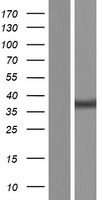 CD46 Protein - Western validation with an anti-DDK antibody * L: Control HEK293 lysate R: Over-expression lysate