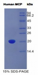 CD46 Protein - Recombinant Membrane Cofactor Protein By SDS-PAGE