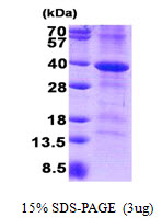 CD46 Protein