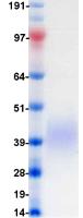 CD47 Protein