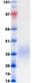 CD47 Protein