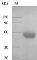 CD47 Protein - (Tris-Glycine gel) Discontinuous SDS-PAGE (reduced) with 5% enrichment gel and 15% separation gel.