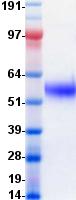CD47 Protein