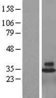 CD48 Protein - Western validation with an anti-DDK antibody * L: Control HEK293 lysate R: Over-expression lysate