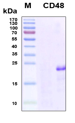 CD48 Protein - SDS-PAGE under reducing conditions and visualized by Coomassie blue staining