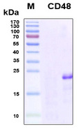 CD48 Protein - SDS-PAGE under reducing conditions and visualized by Coomassie blue staining