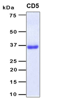 CD5 Protein
