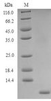 CD52 Protein - (Tris-Glycine gel) Discontinuous SDS-PAGE (reduced) with 5% enrichment gel and 15% separation gel.