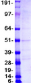 CD52 Protein - Purified recombinant protein CD52 was analyzed by SDS-PAGE gel and Coomassie Blue Staining