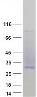 CD53 Protein - Purified recombinant protein CD53 was analyzed by SDS-PAGE gel and Coomassie Blue Staining