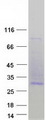 CD53 Protein - Purified recombinant protein CD53 was analyzed by SDS-PAGE gel and Coomassie Blue Staining