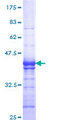 CD55 Protein - 12.5% SDS-PAGE Stained with Coomassie Blue.