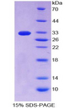 CD55 Protein - Recombinant  Decay Accelerating Factor By SDS-PAGE