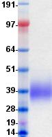 CD58 Protein