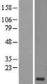 CD59 Protein - Western validation with an anti-DDK antibody * L: Control HEK293 lysate R: Over-expression lysate