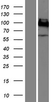 CD66a / CEACAM1 Protein - Western validation with an anti-DDK antibody * L: Control HEK293 lysate R: Over-expression lysate