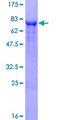 CD66a / CEACAM1 Protein - 12.5% SDS-PAGE of human CEACAM1 stained with Coomassie Blue