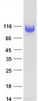 CD66a / CEACAM1 Protein - Purified recombinant protein CEACAM1 was analyzed by SDS-PAGE gel and Coomassie Blue Staining