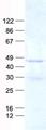 CD66c / CEACAM6 Protein