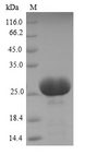 CD66d / CEACAM3 Protein - (Tris-Glycine gel) Discontinuous SDS-PAGE (reduced) with 5% enrichment gel and 15% separation gel.